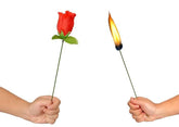 Torch to Rose
